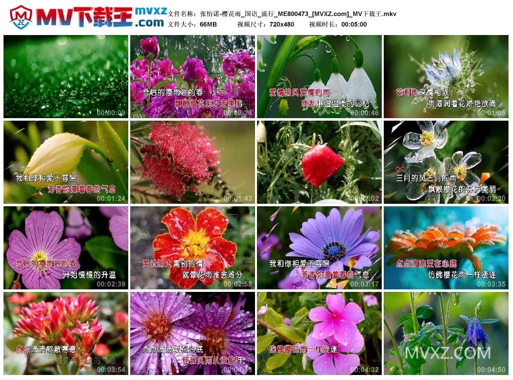 张怡诺-樱花雨_国语_流行_ME800473